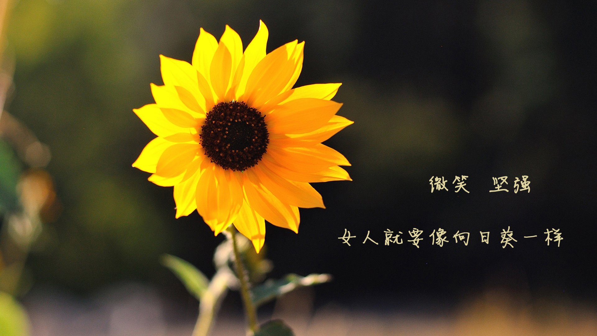 校园体育设施资源共享机制构建与优化，高校体育场馆资源共享模式