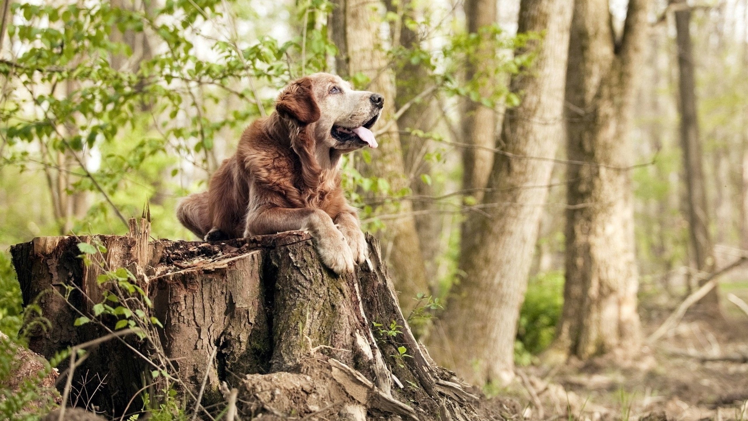 CBA选秀大会落幕多位新人签约职业球队,cba选秀大会将举行