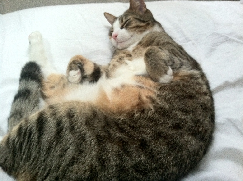 东亚杯中国足球迎战 球员拼搏赢得赞誉,东亚杯国足成绩