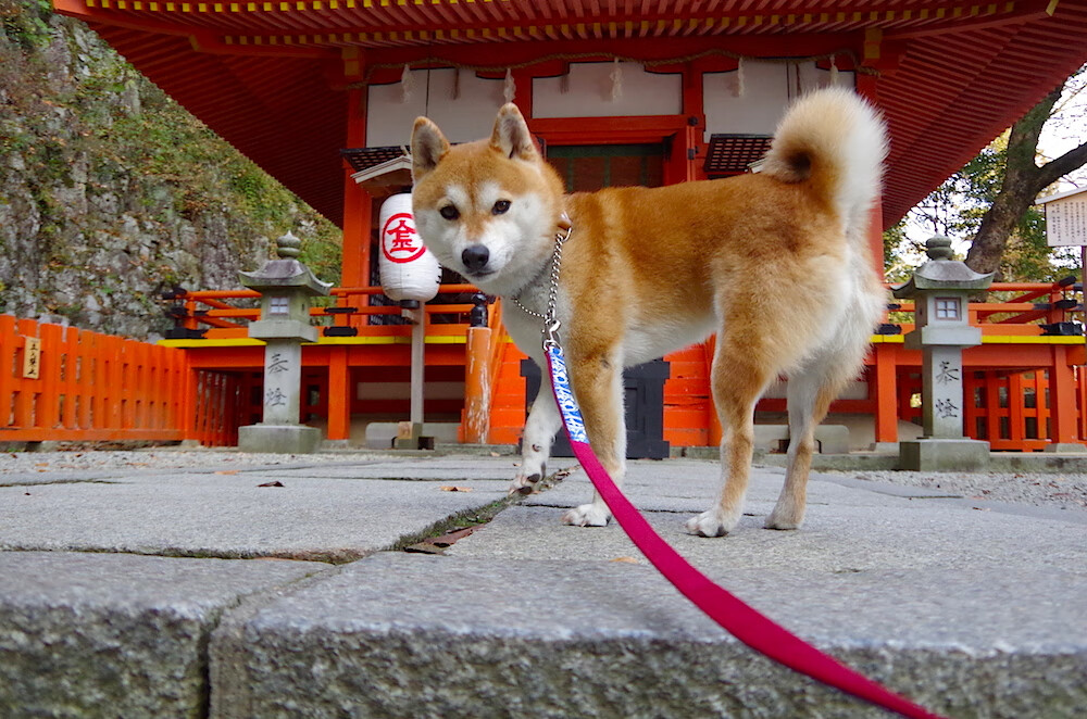 中国女篮展现团队精神 赛场表现抢眼,中国女篮的精神