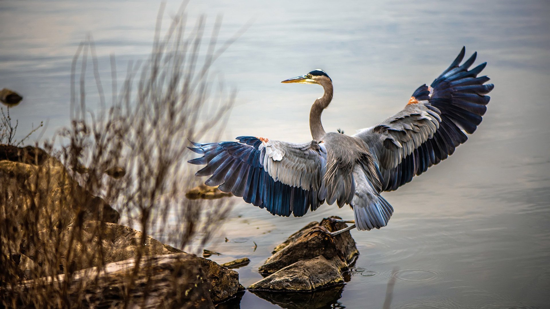 划水平均周期对比:中国控节奏,美控配速
