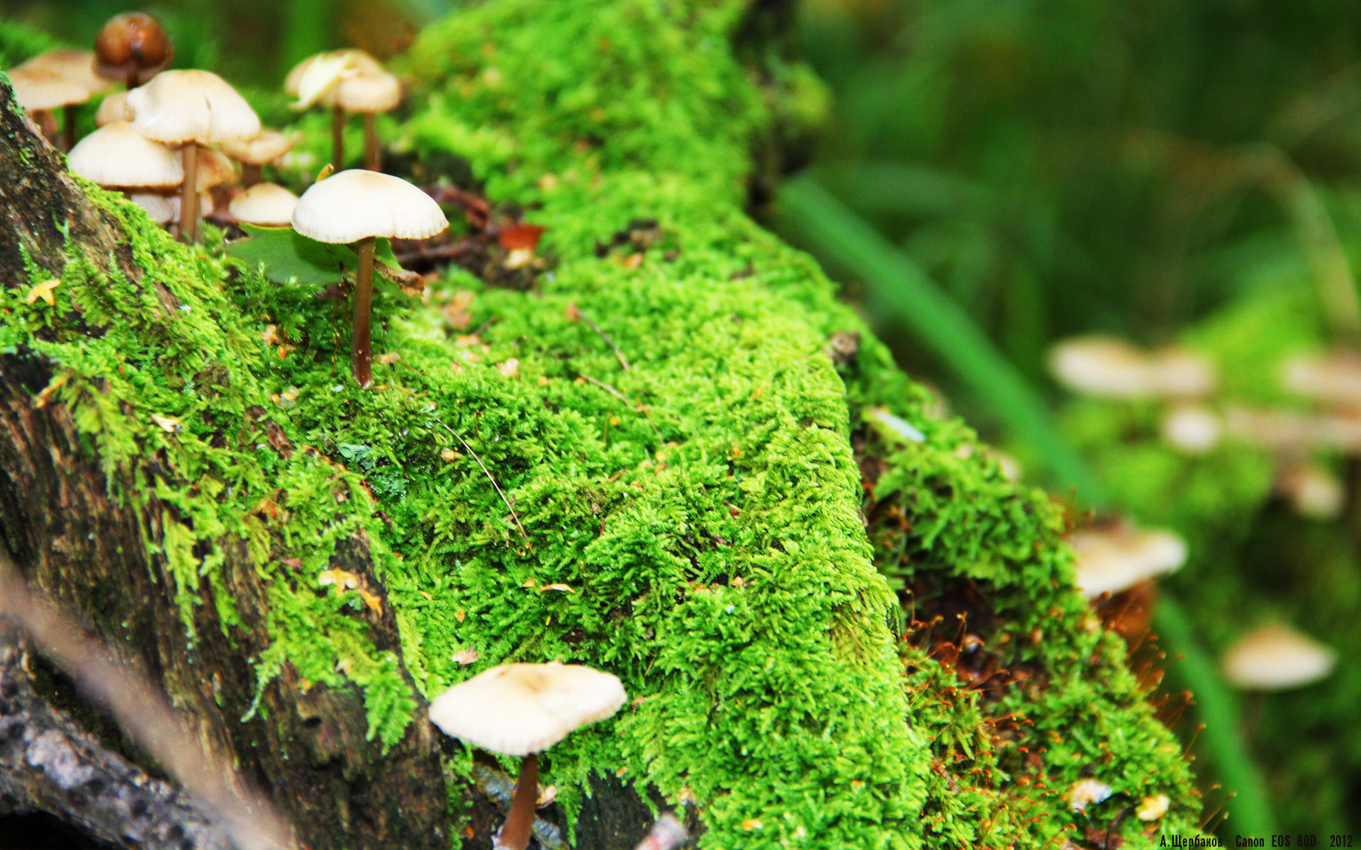 比赛解说培训加入多语种实战演练模块，比赛讲解员叫什么