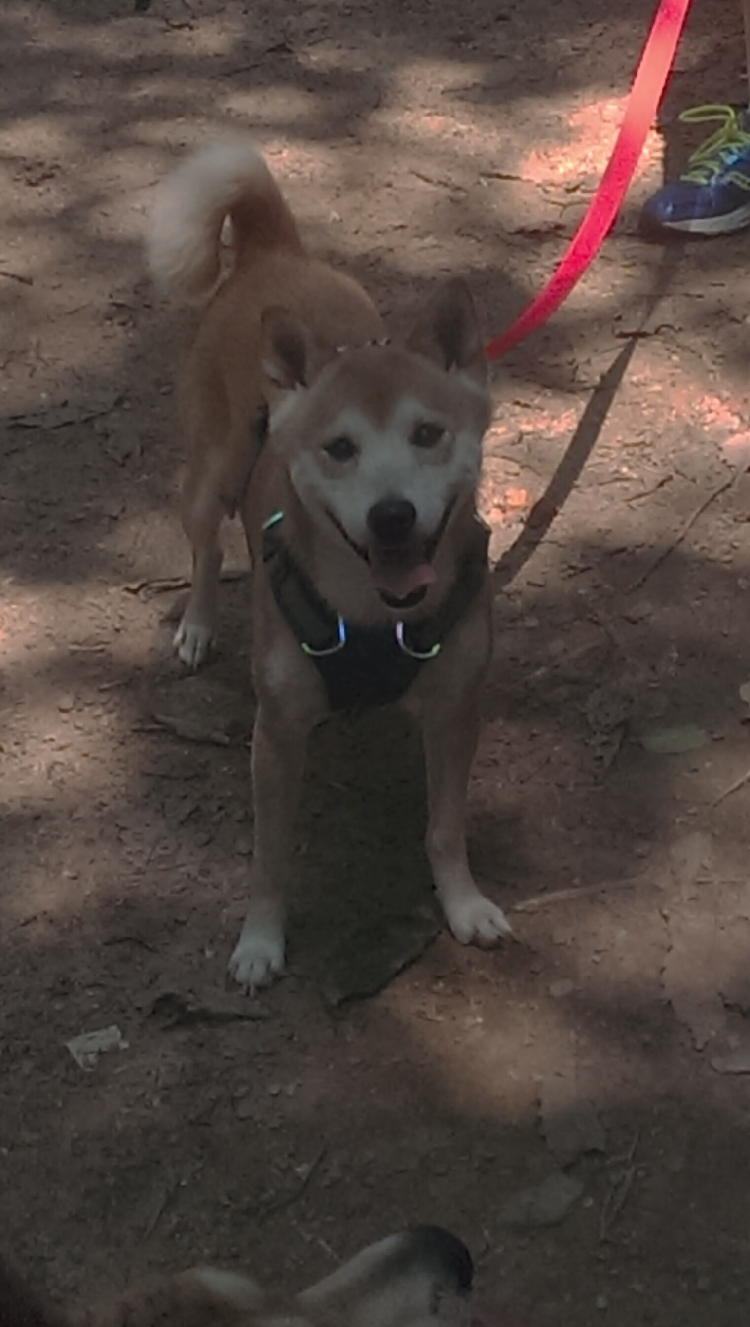 男子接力配合默契惊艳全场，男子接力4×100