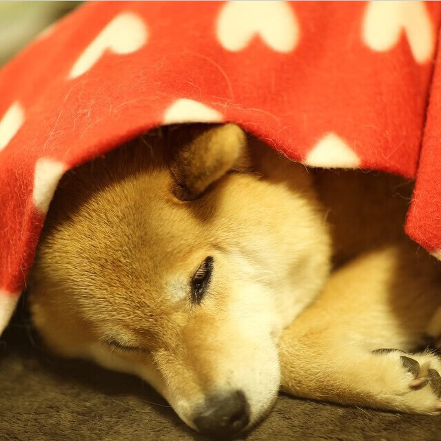 “费尔南多·比亚尔巴的出色表现,激励着阿根廷美洲狮队的未来发展”