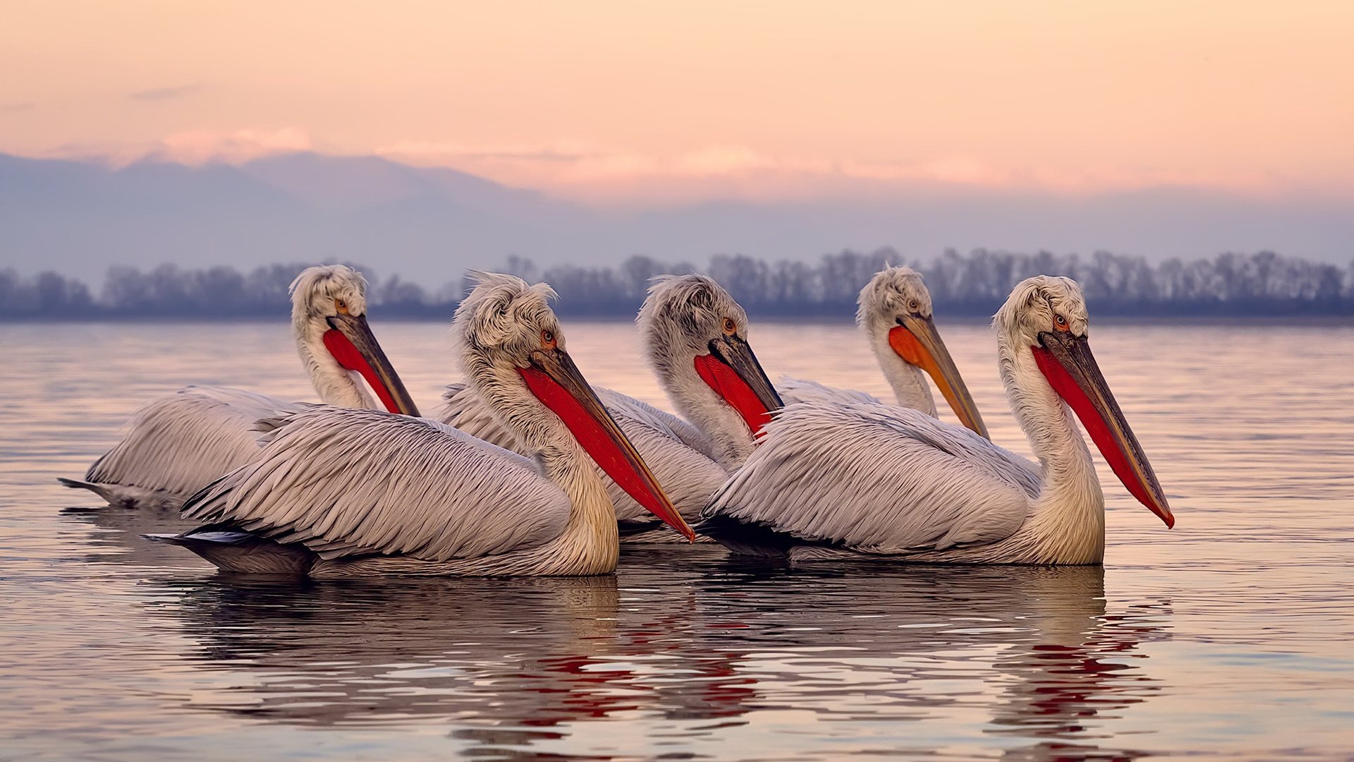 “马科斯·莫奇的强力防守与战术执行力,帮助美洲狮队在全球赛场占得先机”