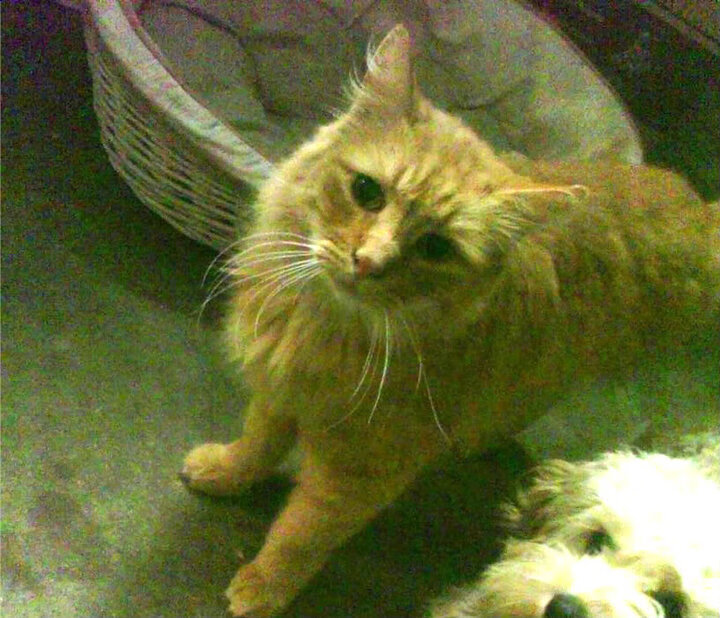 华体会娱乐平台-俱乐部社群活动频繁，粉丝忠诚度持续上升，俱乐部群名称大全霸气