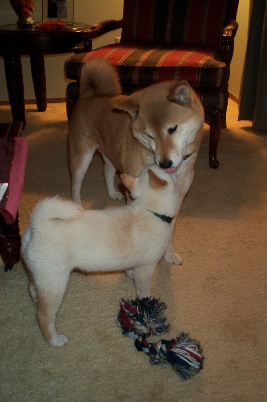 奇库诺娃蛙泳赛场展现惊人爆发力,库尼奇蛙