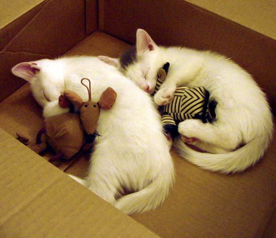 威少谈受伤后篮球依旧是热爱所在,威少的伤势