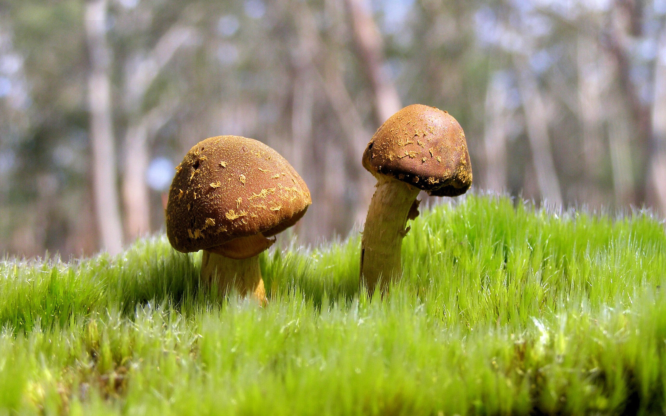 威少谈受伤后篮球依旧是热爱所在,威少的伤势