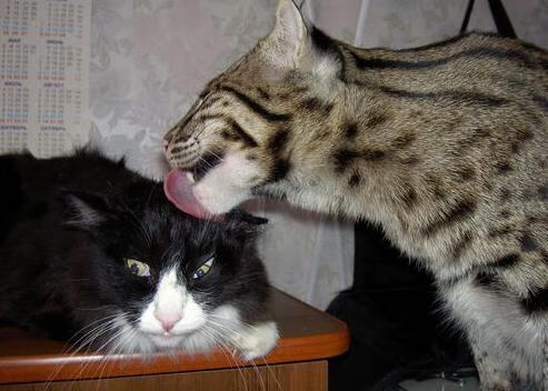 德甲极速反攻:瞬间突破,赢得胜利,德甲节奏快