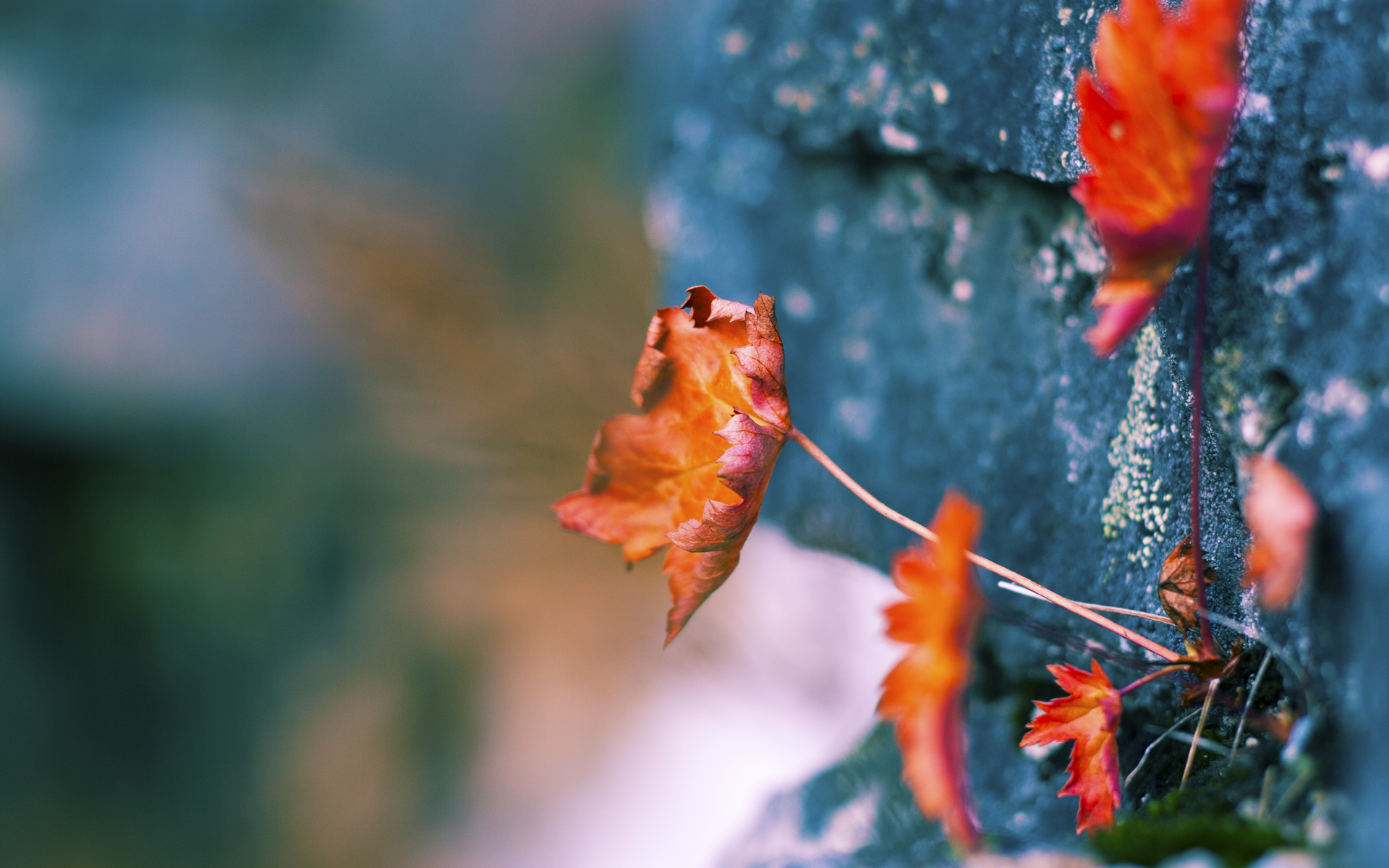 摩纳哥仰泳选手状态回暖,摩纳哥冠军