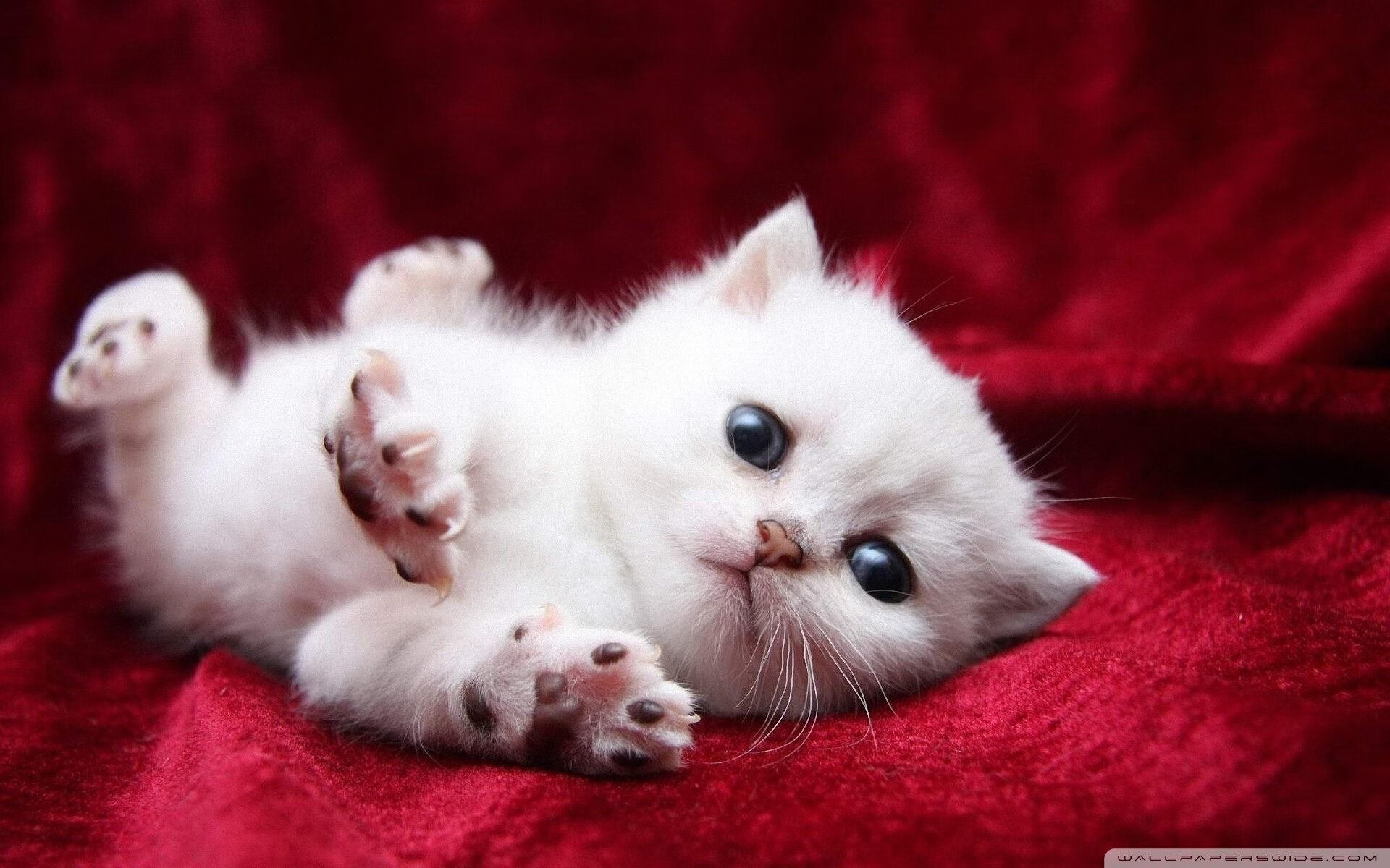 水球终场对抗突尼斯成功反超,水球身体对抗