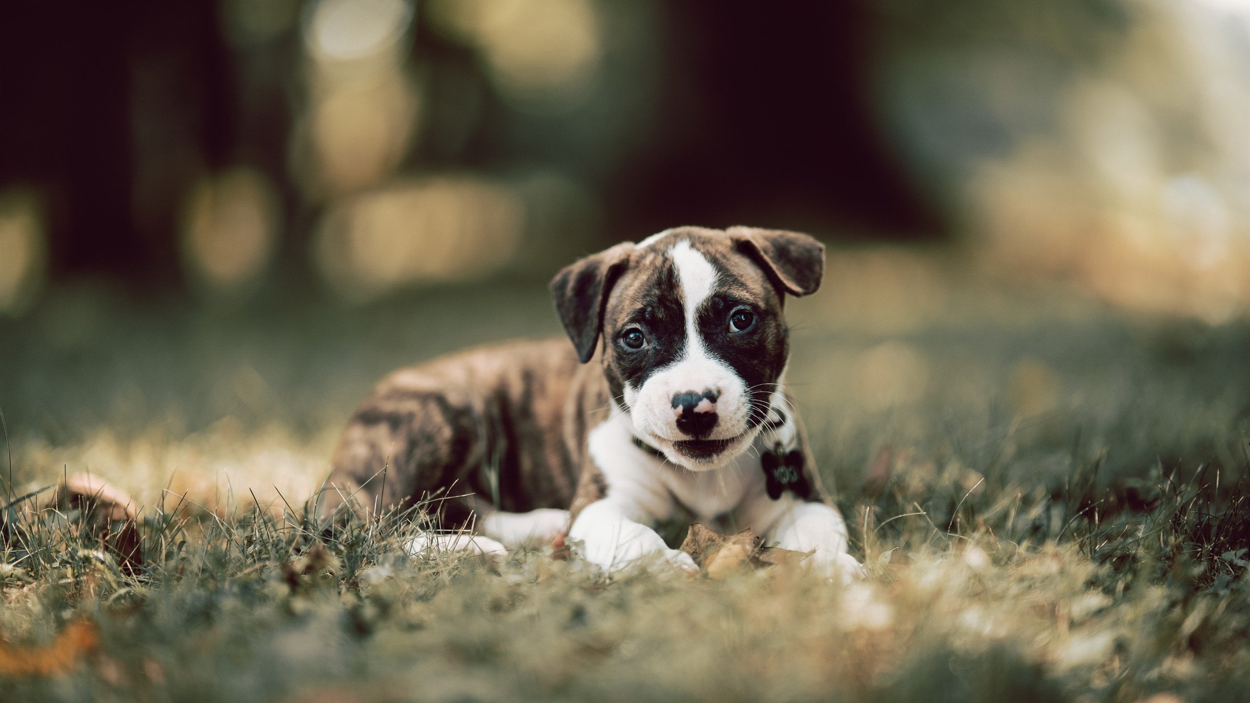 中国足球国家队备战多项国际赛事,中国足球队备战情况