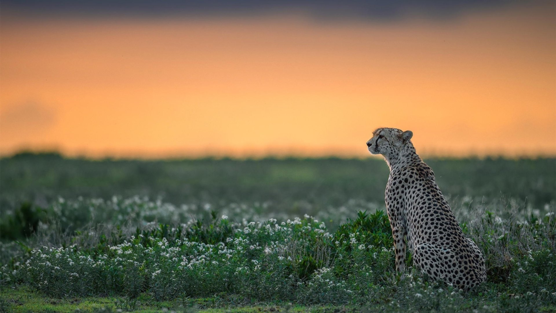 华体会娱乐平台-中国足球是否重视比赛临场应变能力，中国足球队出现形势